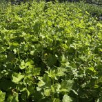  Josta - kríženec ríbezle a egreša (Ribes nidigrolaria) - stredne skorá 100-120 cm, kont. C2L - KRÍKOVÁ